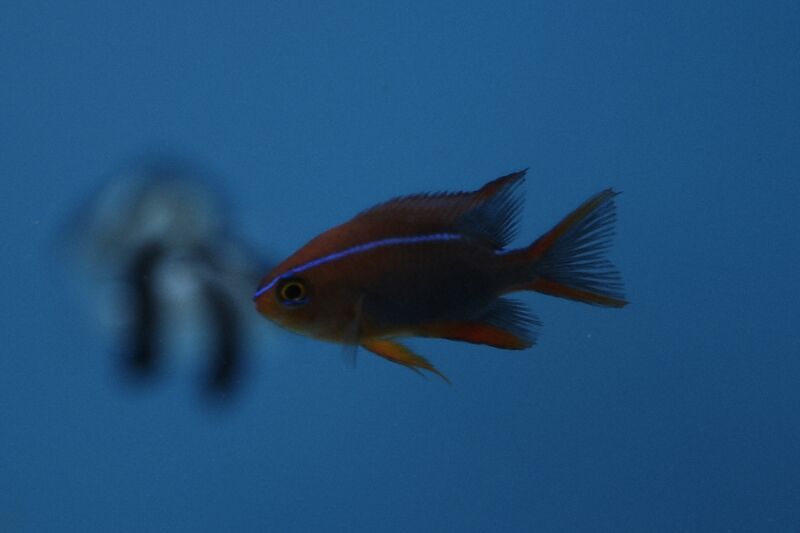 Fil:Klovnfisken-2009-1-075.jpg